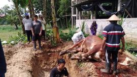 SAPI MATI MENDADAK DIDUGA KARENA SAKIT PENCERNAAN